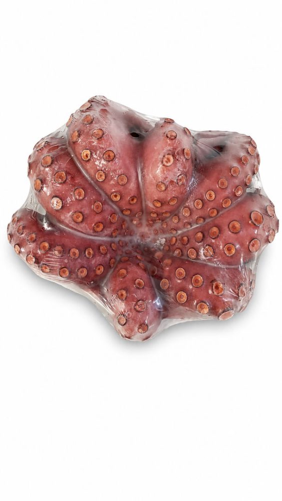 POLVO INTEIRO COZ. 1000/1500 (cx: +-9KG) - MOYSEAFOOD