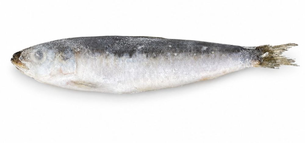 SARDINHA NACIONAL (SELECIONADA) 10/12 CONG. IQF CX.10KG