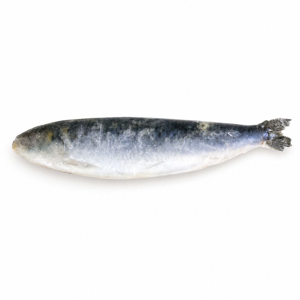 SARDINHA PORTUGUESA CONG. GRANEL CX:7KG