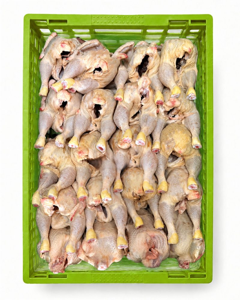 FRANGO FRESCO 800/900GR S/P CX:20 UN